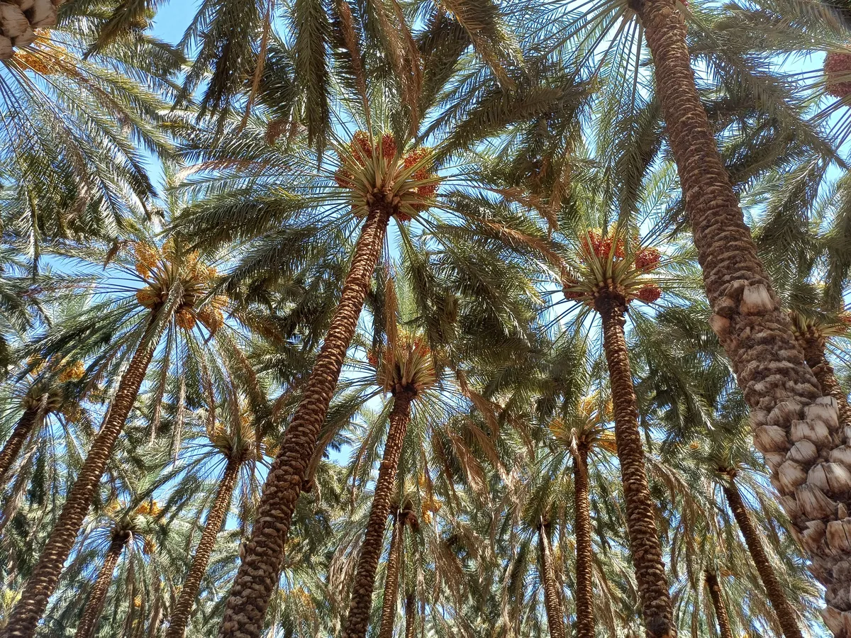 7. Dates: Nature’s Sweet Treat